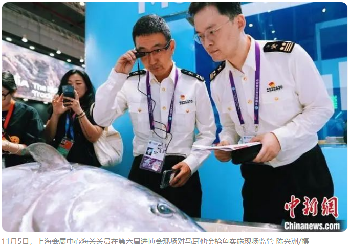 （*六屆進博會）藍鰭金槍魚亮相 馬耳他水產品在中國首秀